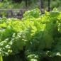 Preview: Pflücksalat Australischer Zartblättriger (Samen)