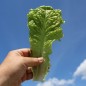 Preview: Pflücksalat Australischer Zartblättriger (Samen)