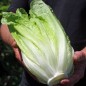 Preview: Salat Blonde Maraichère (Samen)