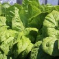 Preview: Salat Blonde Maraichère (Samen)