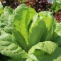 Preview: Salat Blonde Maraichère (Samen)