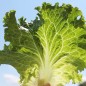 Preview: Eisbergsalat Blonde de Paris (Samen)