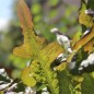 Preview: Salat Bronze Beauty (Samen)