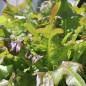 Preview: Salat Bronze Beauty (Samen)
