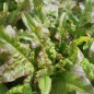 Preview: Salat Bronze Beauty (Samen)