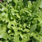Preview: Salat Catalogna (Samen)