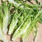 Preview: Salat Catalogna (Samen)