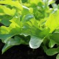 Preview: Salat Catalogna (Samen)