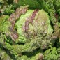 Preview: Neu! Salat Chrystal (Samen)