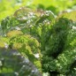 Preview: Neu! Salat Chrystal (Samen)