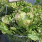 Preview: Neu! Salat Chrystal (Samen)