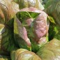 Preview: Neu! Salat Cimarron (Samen)