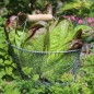 Preview: Neu! Salat Cimarron (Samen)
