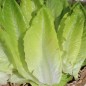 Preview: Neu! Salat Cimarron (Samen)