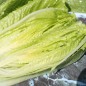 Preview: Salat Crisp Mint (Samen)