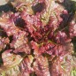 Preview: Salat Flame (Samen)