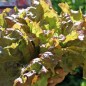 Preview: Salat Flame (Samen)