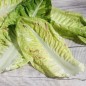 Preview: Salat Forellenschluss (Samen)
