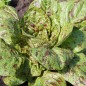 Preview: Salat Forellenschluss (Samen)