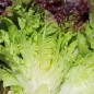 Preview: Salat Frisee d'Amerique (Samen)