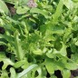 Preview: Salat Green Oakleaf (Samen)
