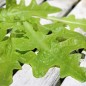 Preview: Salat Green Oakleaf (Samen)