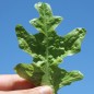 Preview: Salat Green Oakleaf (Samen)