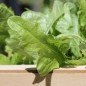 Preview: Salat Green Oakleaf (Samen)