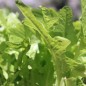 Preview: Salat Green Oakleaf (Samen)
