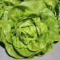 Preview: Salat Gustav’s Salad (Samen)