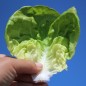 Preview: Salat Gustav’s Salad (Samen)