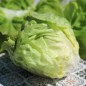 Preview: Salat Gustav’s Salad (Samen)