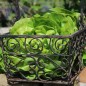 Preview: Salat Gustav’s Salad (Samen)