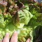 Preview: Salat Jugoslawischer Roter Butterkopf (Samen)