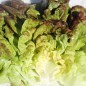 Preview: Salat Jugoslawischer Roter Butterkopf (Samen)