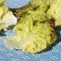 Preview: Salat Jugoslawischer Roter Butterkopf (Samen)