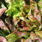 Preview: Salat Jugoslawischer Roter Butterkopf (Samen)