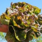 Preview: Salat Jugoslawischer Roter Butterkopf