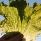 Preview: Eisbergsalat Krolowa Lata (Samen)