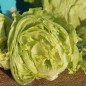 Preview: Eisbergsalat Krolowa Lata (Samen)