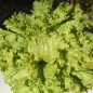 Preview: Eisbergsalat Krolowa Lata (Samen)