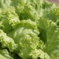 Preview: Eisbergsalat Krolowa Lata (Samen)