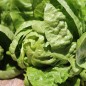 Preview: Salat Little Gem (Samen)