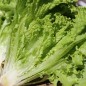 Preview: Salat Lollo Bionda (Samen)