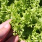 Preview: Salat Lollo Bionda (Samen)