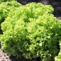 Preview: Salat Lollo Bionda (Samen)
