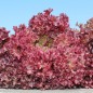 Preview: Salat Lollo Rosso (Samen)