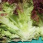Preview: Salat Lollo Rosso (Samen)