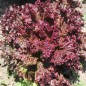 Preview: Salat Lollo Rosso (Samen)