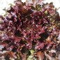 Preview: Salat Mascara (Samen)